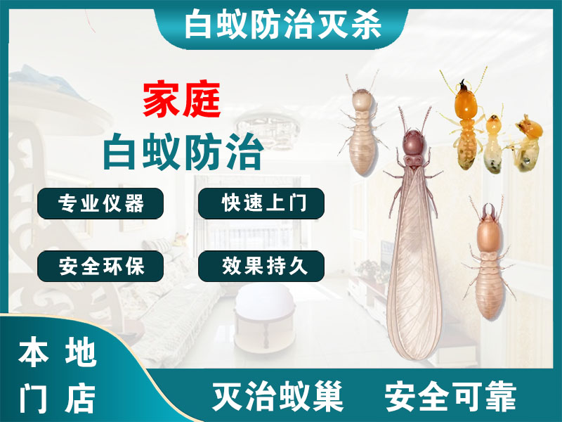 响水家庭白蚁防治